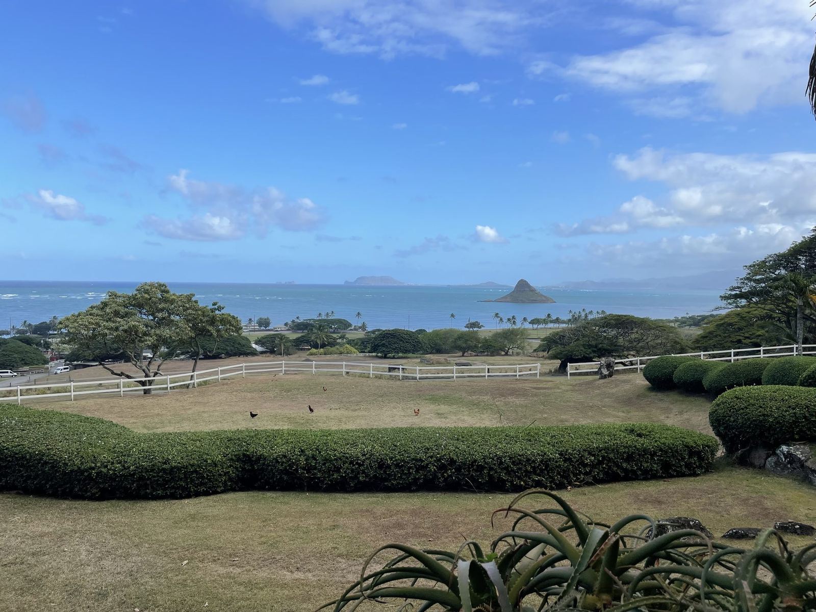 Hawaii — when cash wins.